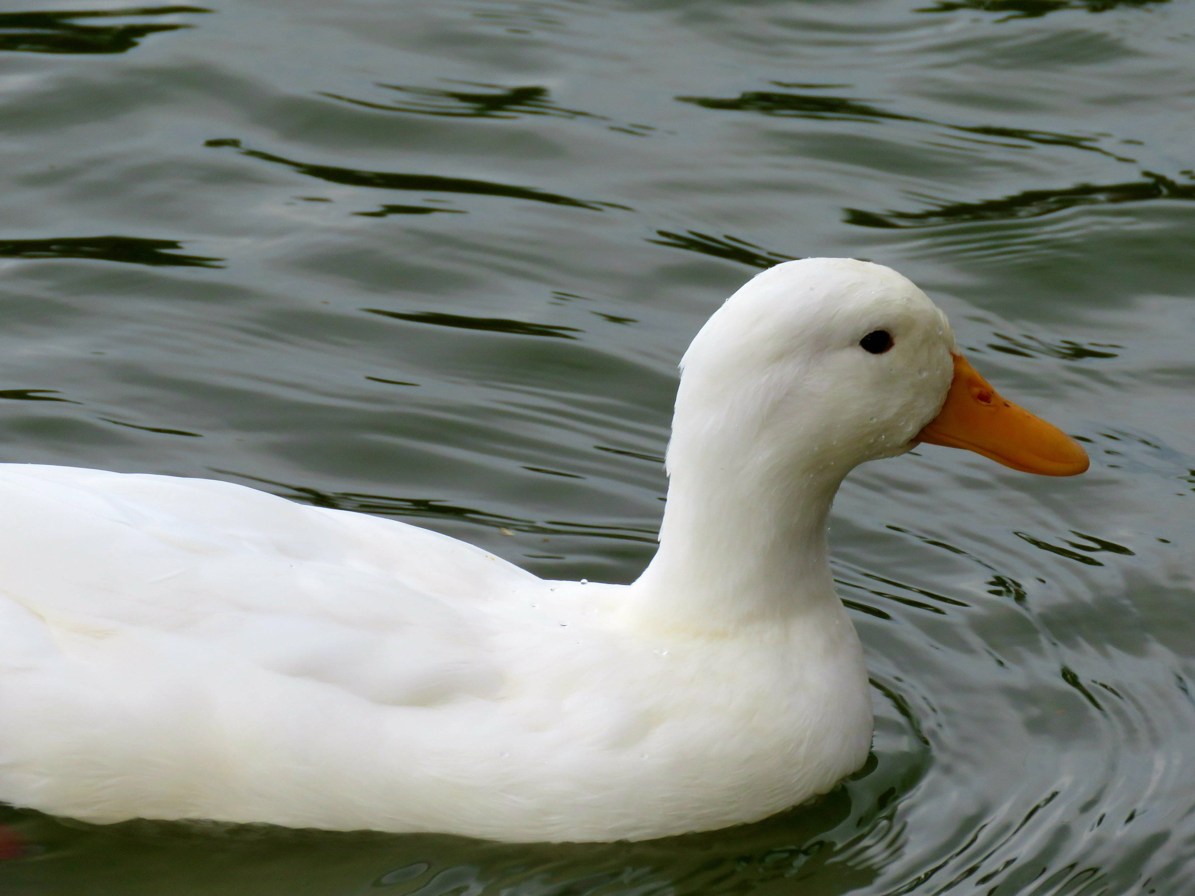 White Duck 桌布 壁紙 — 一隻純白色的鴨子，有著橙色的喙，在泛起漣漪的綠色水面上平靜地滑行。