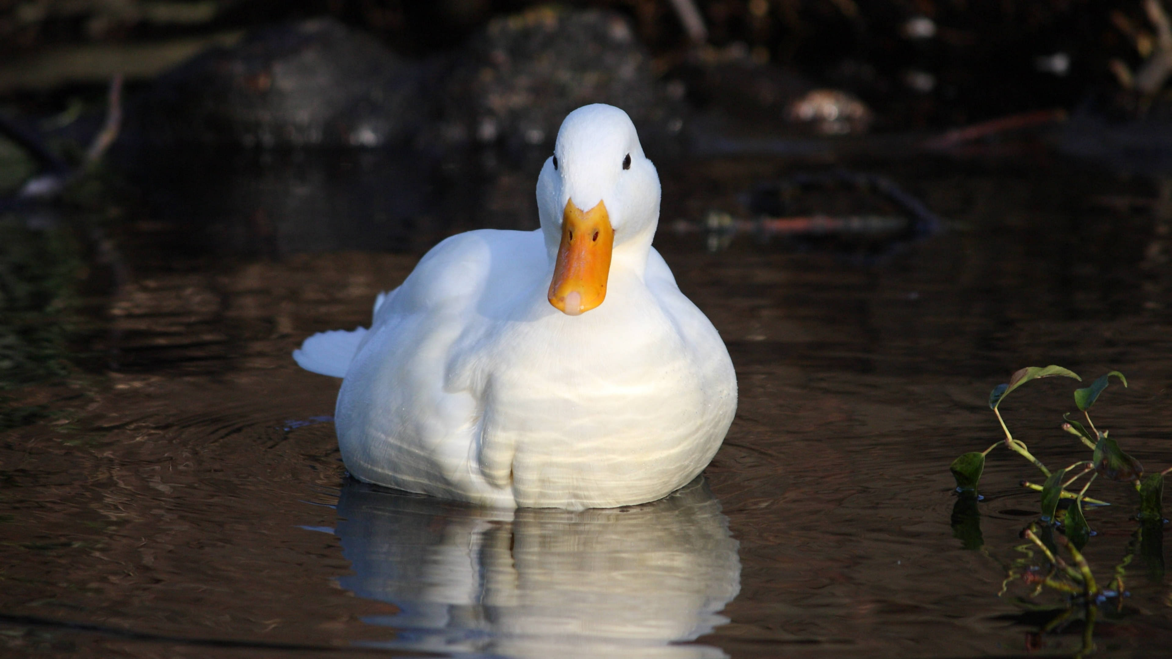 White Duck 桌布 壁紙 — 一隻純白色的鴨子，有著橙色的喙，在岩石和綠植環繞的深色水面上平靜地漂浮。