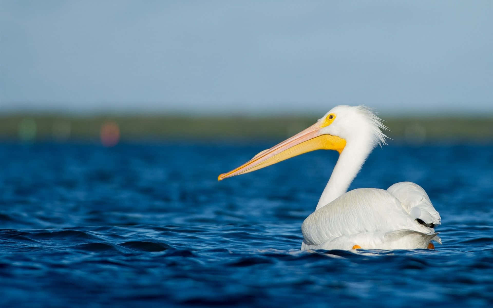 Pelicans 桌布 壁紙 — 一隻純白色的鵜鶘，有著長長的黃色喙，在柔和的天空下平靜地滑行在深藍色的海洋上。