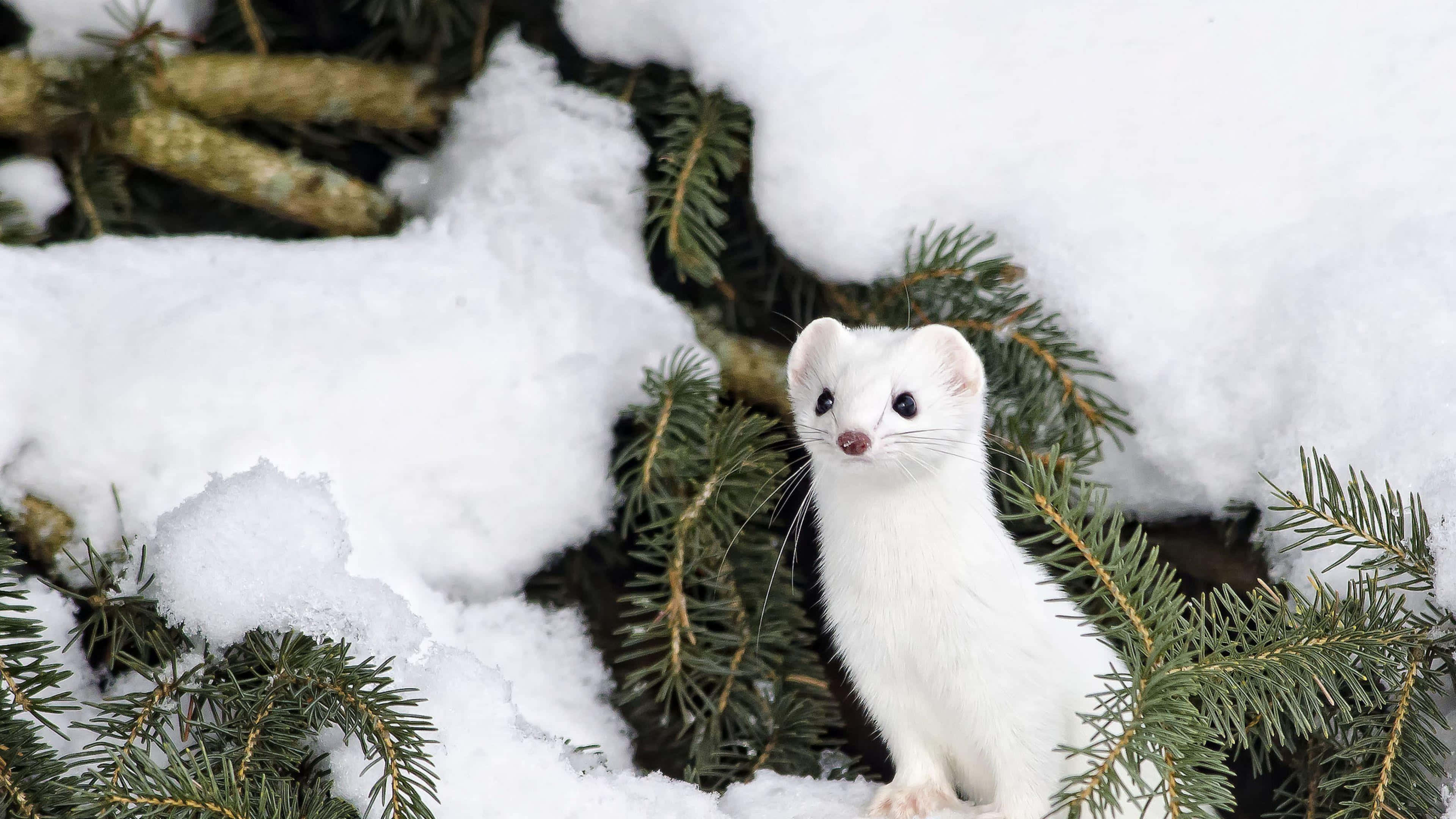 animals 桌布 壁紙 — 一隻純白色的鼬鼠警覺地棲息在冬日森林中灑滿雪的常綠樹枝間。