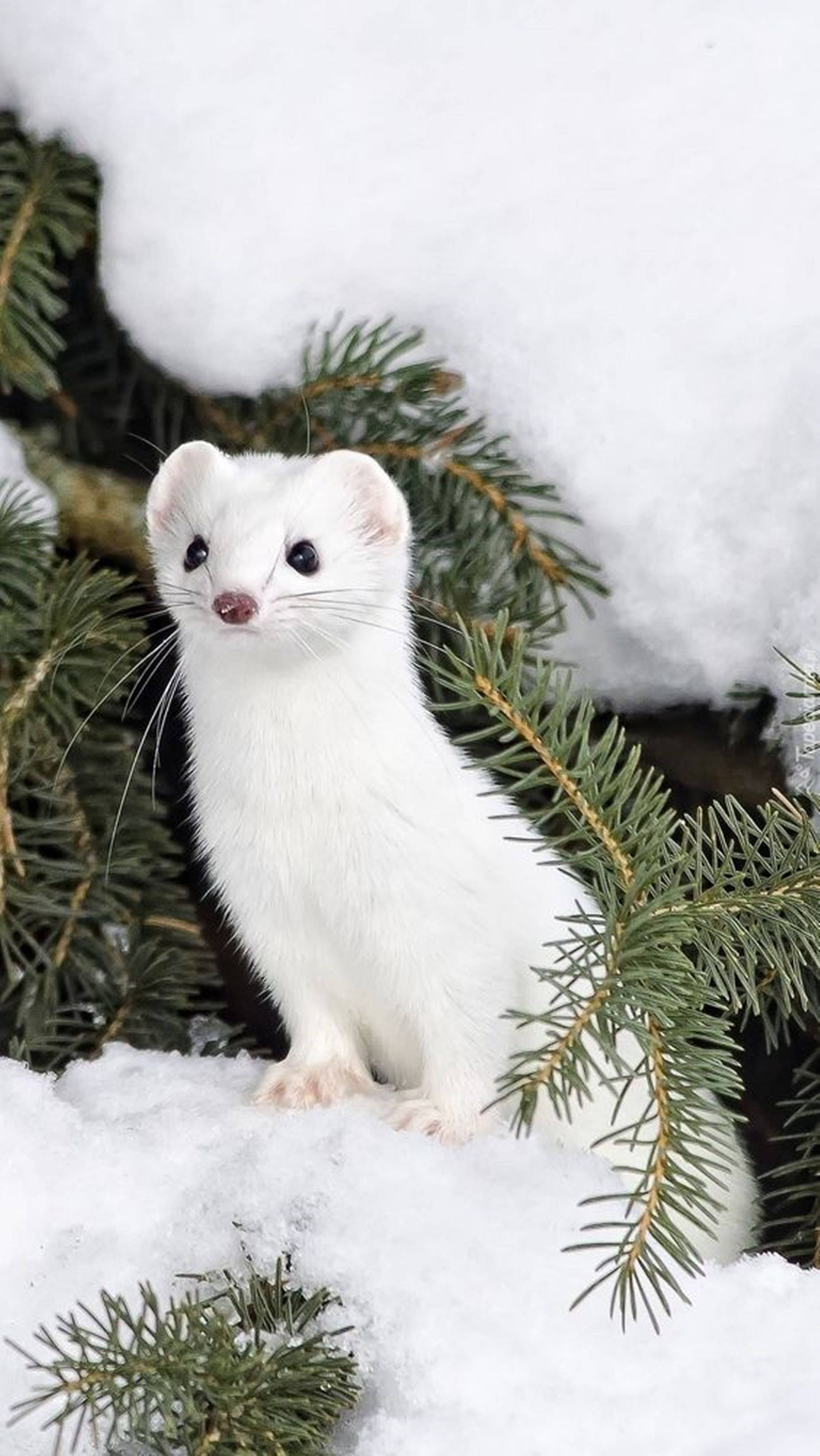 animals 桌布 壁紙 — 一隻純白色的鼬鼠警覺地棲息在積雪的松樹枝上，其深色眼睛和粉紅色鼻子與冬季背景形成鮮明對比。