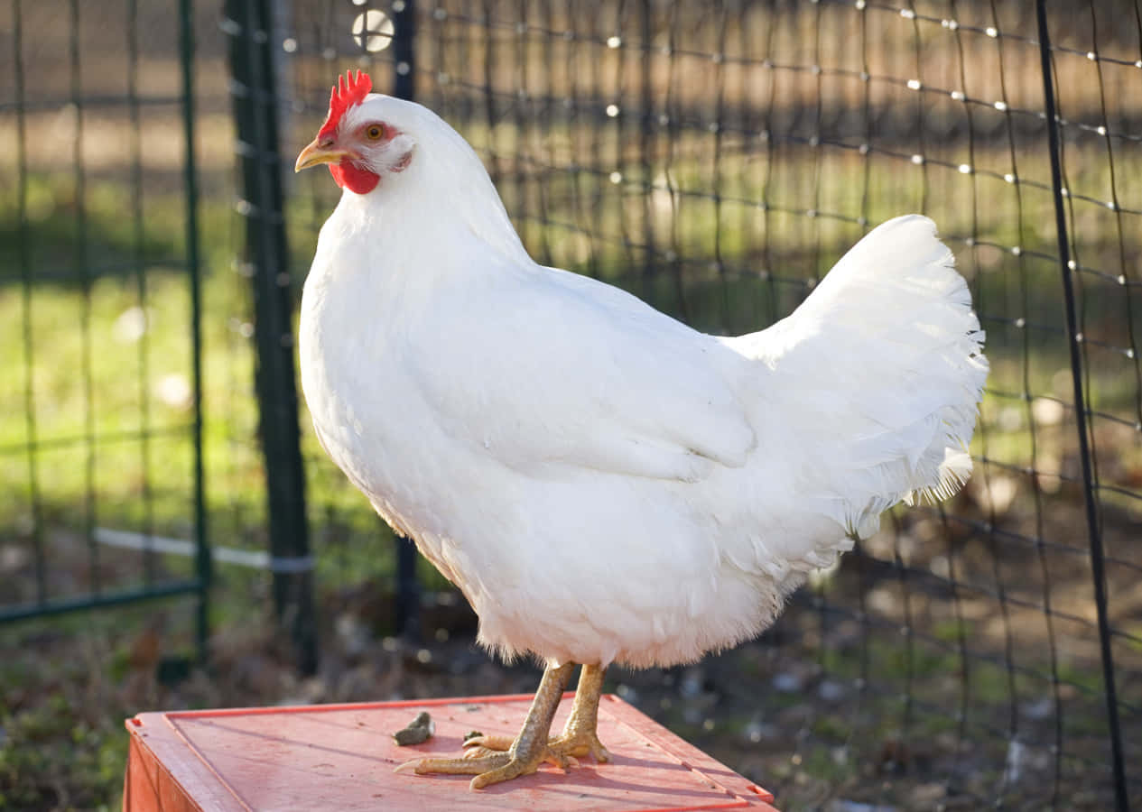 Chicken 桌布 壁紙 — 一隻純白雞冠紅的雞驕傲地站在圍欄院子內的紅色塑料箱上。