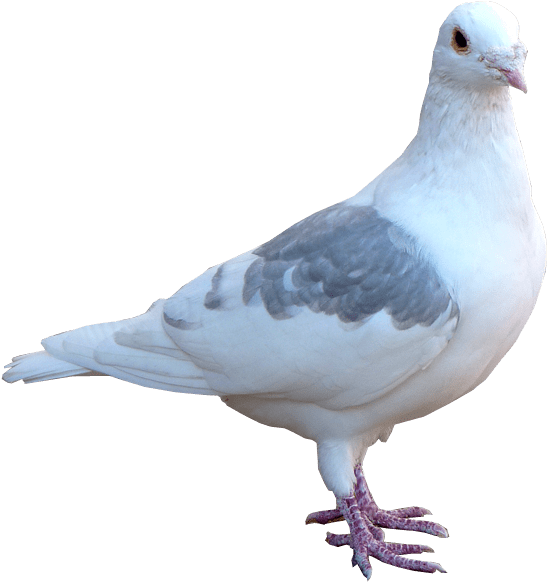 鳥 桌布 壁紙 — 一隻純白鴿子，帶有灰色翅膀羽毛，在純黑背景前優雅佇立。