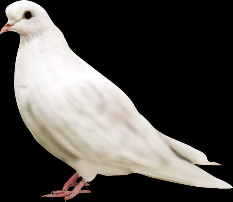 鳥 桌布 壁紙 — 一隻純白鴿子側身站在純黑背景前，柔軟的羽毛和粉紅色的腳清晰可見。