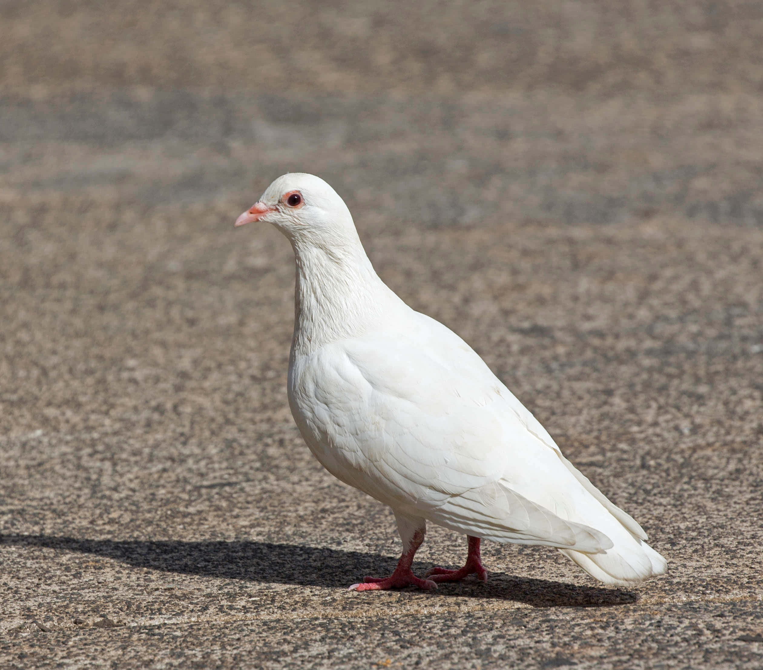 Dove 桌布 壁紙 — 一隻純白鴿子在紋理路面警覺地站立，明亮日光下投射出銳利陰影。