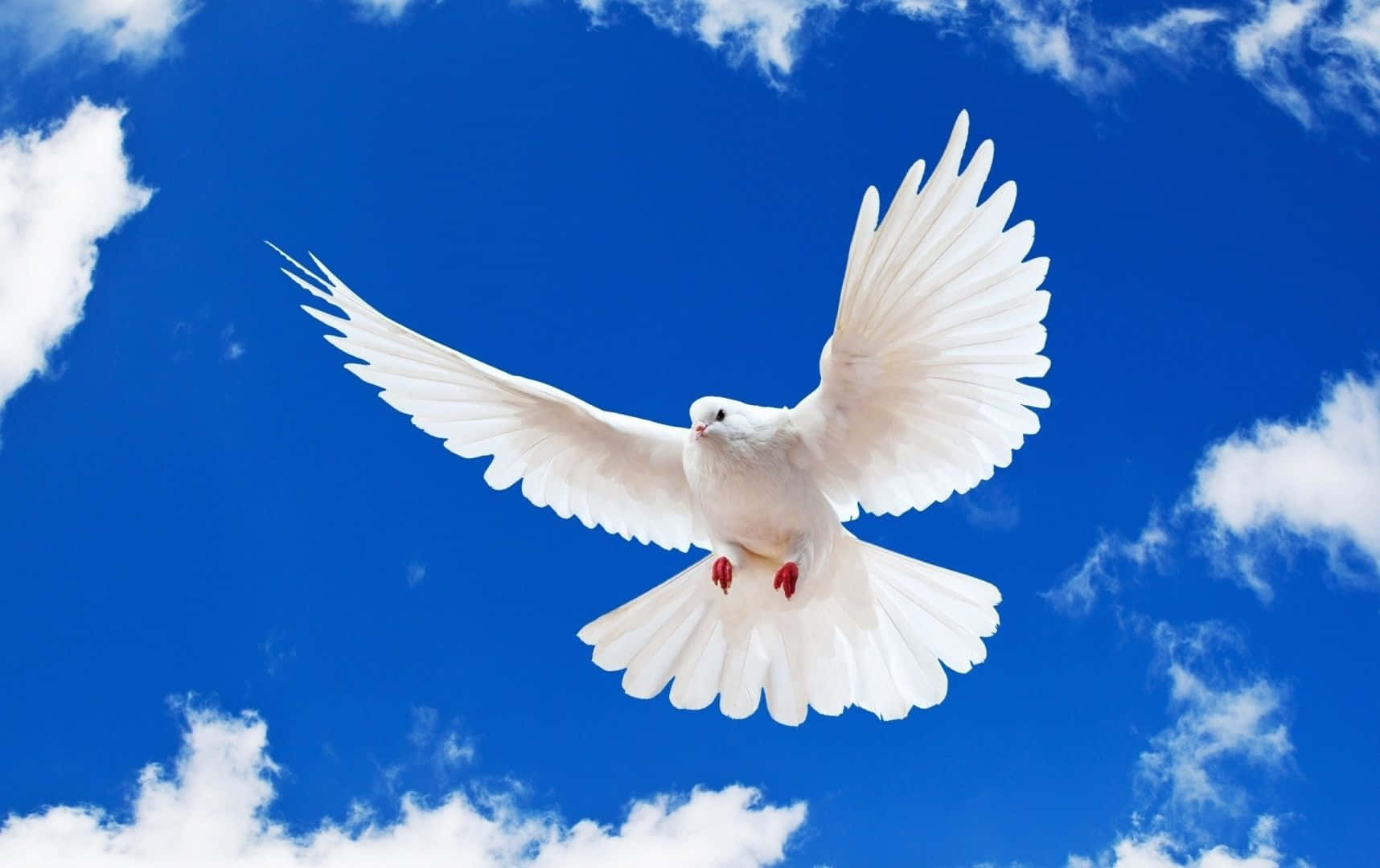 Dove 桌布 壁紙 — 一隻純白鴿子在點綴著 fluffy 白雲的鮮豔藍天中優雅翱翔。