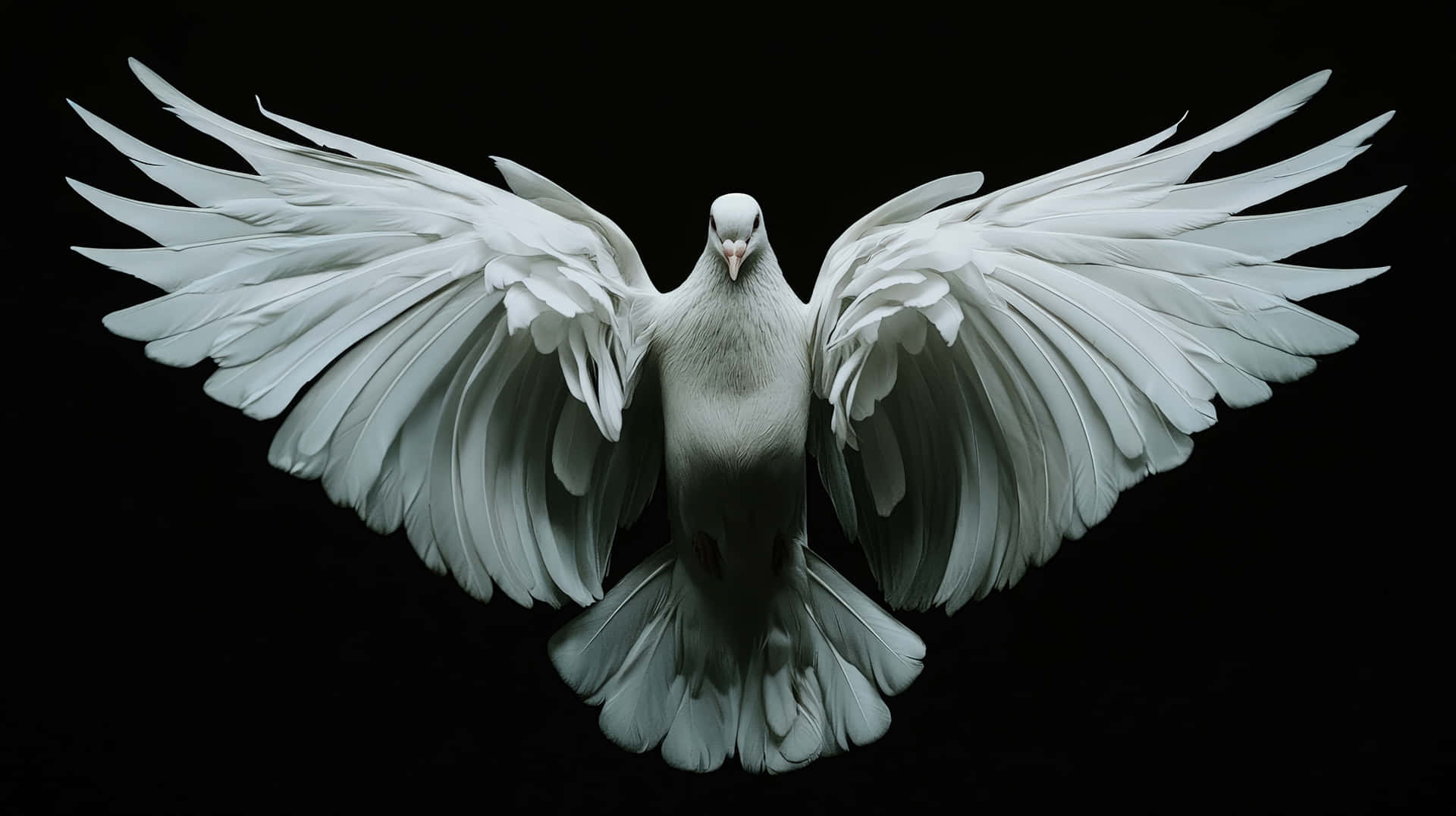 White Dove with Wings Spread Wide 壁紙 — 一隻純白鴿子完全展開翅膀，在純黑背景上翱翔。