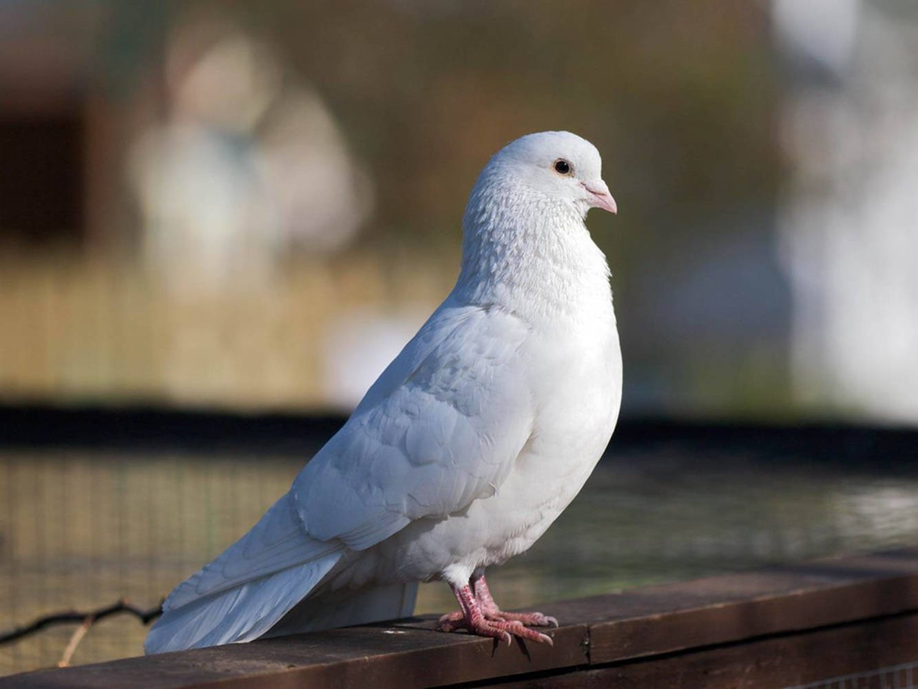 鳥 桌布 壁紙 — 一隻純白鴿子平靜地棲息在木欄杆上，柔和陽光突顯其羽毛，背景是模糊的戶外景色。