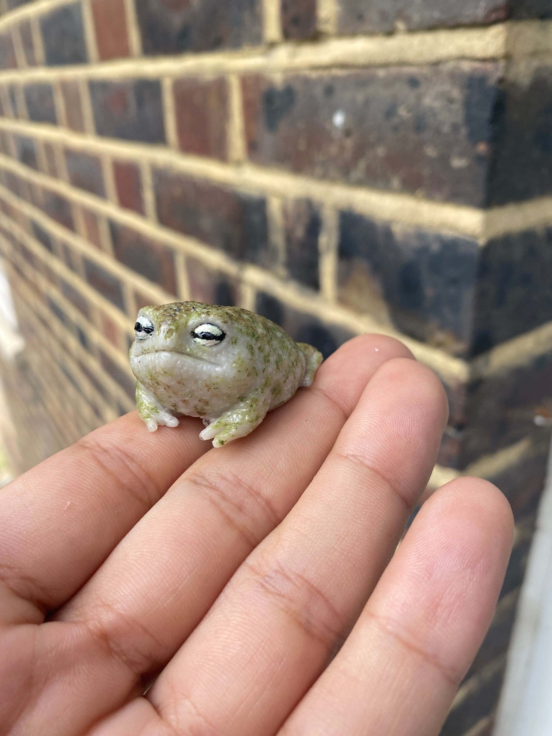Frog 桌布 壁紙 — 一隻細小、淡綠色、有大白色眼睛的青蛙，在模糊的磚牆背景下，平靜地棲息在張開的人類手掌上。