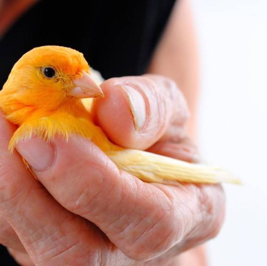 Yellow Bird 桌布 壁紙 — 一隻細小亮橙色的金絲雀輕輕棲息在一位長者的手上，背景為純白色。