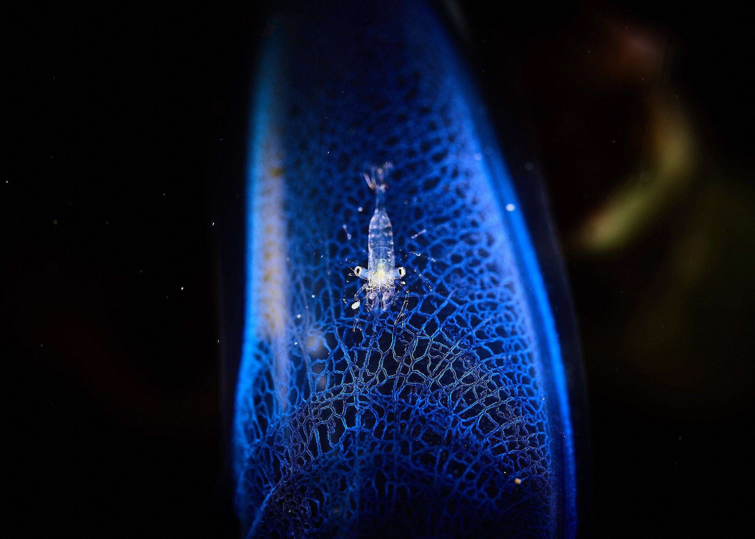plankton 桌布 壁紙 — 一隻細小半透明的蝦子依附在深海藍色發光、類似蜘蛛網結構的水母上，背景是黑色虛空。