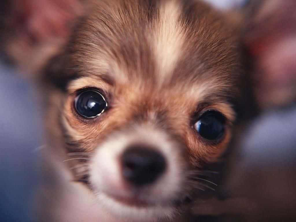 Chihuahua Dog 桌布 壁紙 — 一隻細小吉娃娃幼犬的特寫，擁有又大又黑的眼睛和柔軟的棕色毛髮，直視鏡頭。