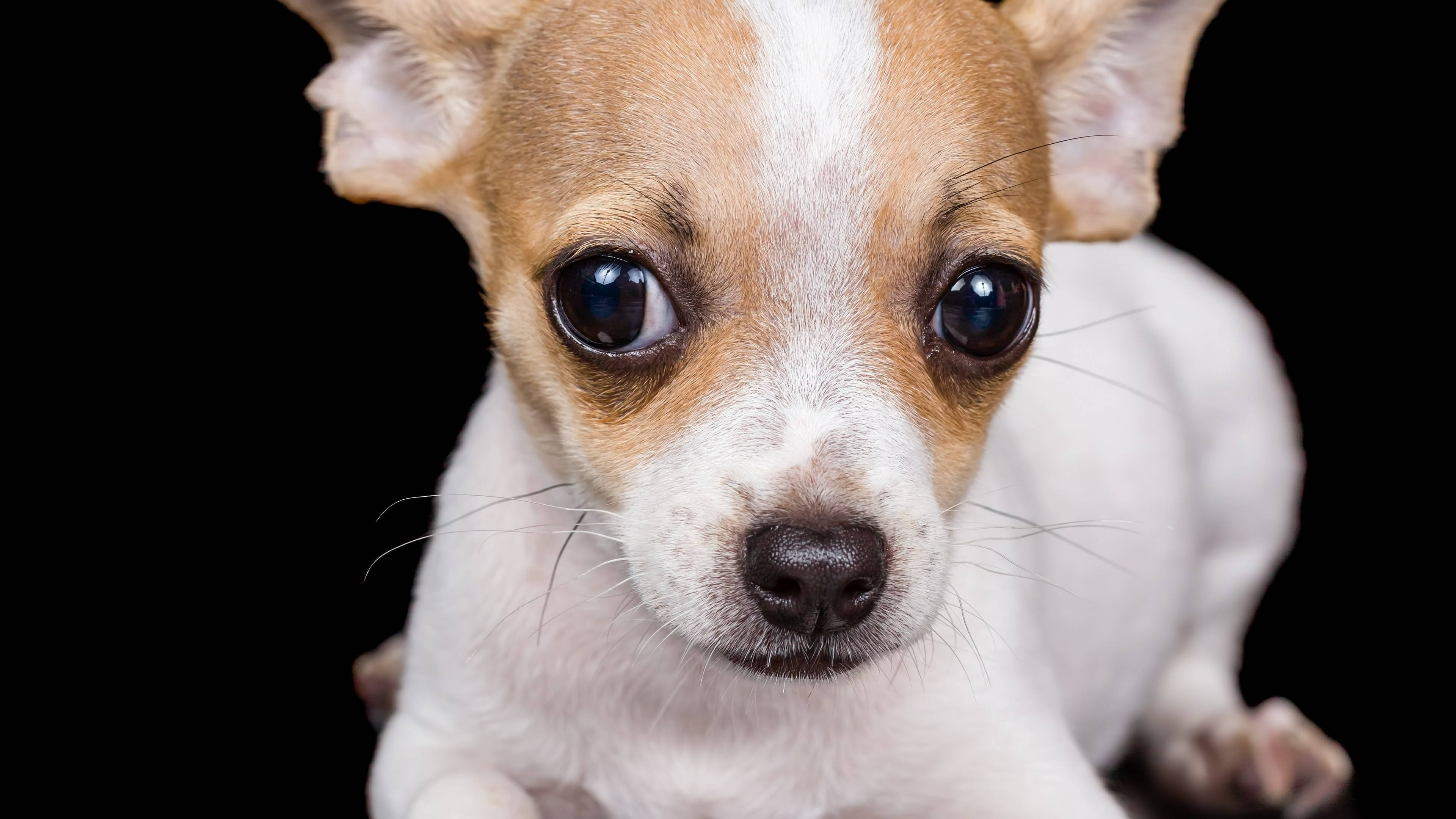 Chihuahua 桌布 壁紙 — 一隻細小吉娃娃幼犬的特寫，擁有黑色大眼和白色毛髮，背景為黑色。