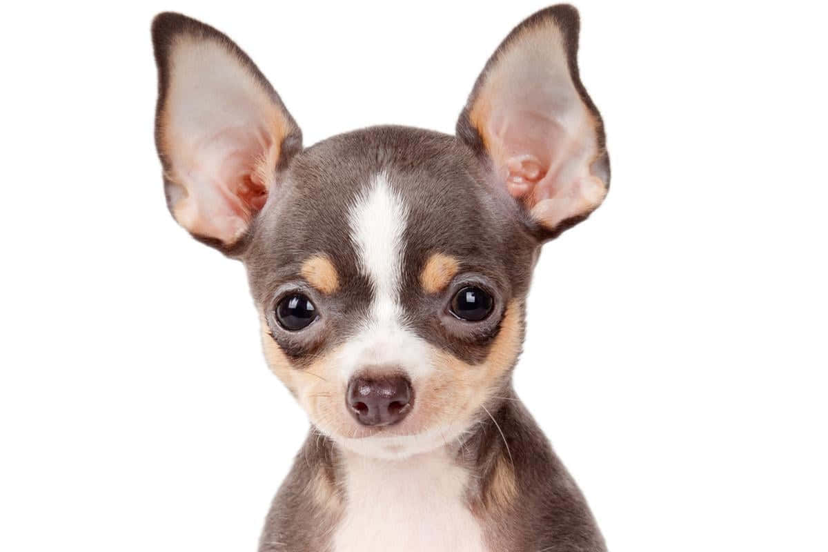 Chihuahua 桌布 壁紙 — 一隻細小吉娃娃幼犬的特寫，有大耳朵和寬大的深色眼睛，背景是純白色。