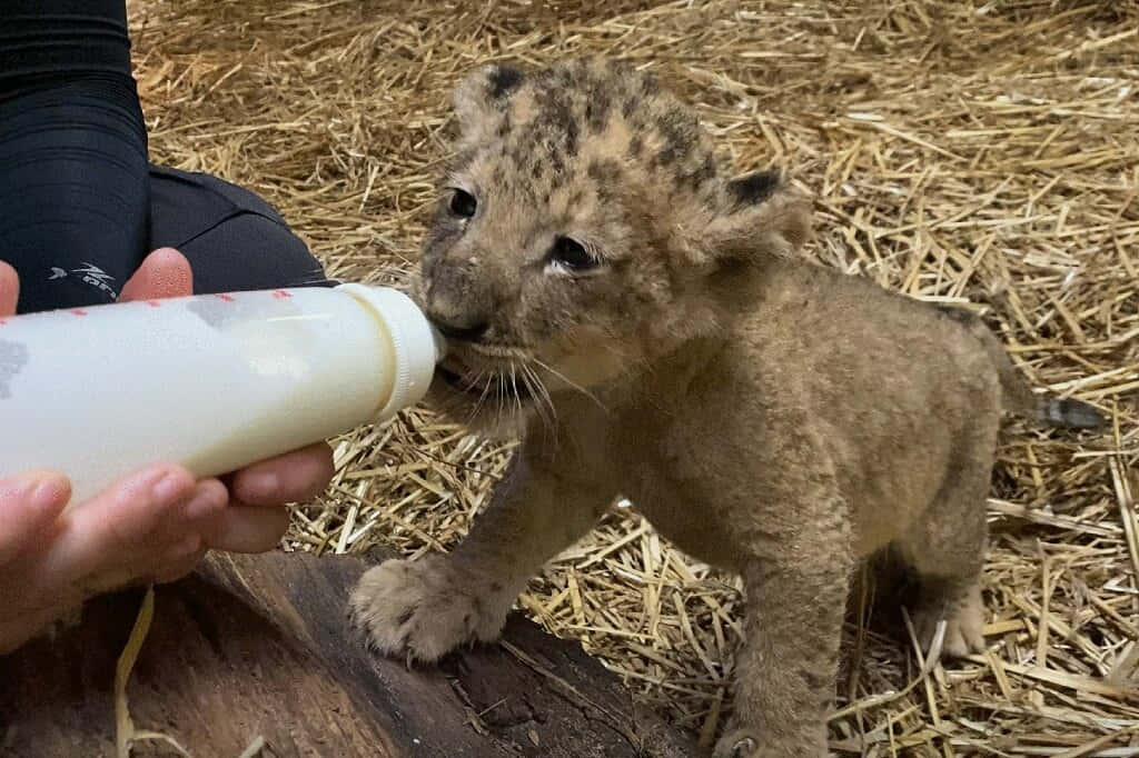Baby Lion 桌布 壁紙 — 一隻細小斑點獅子寶寶在鋪滿稻草的地板上，從人手中拿著的奶瓶裏急切地喝奶。