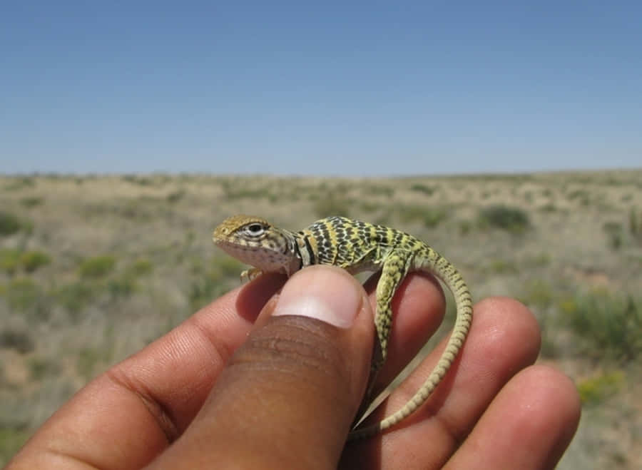 reptile 桌布 壁紙 — 一隻細小有圖案的蜥蜴輕輕地棲息在一個人的手指上，背景是廣闊乾燥的草原，天空清澈湛藍。