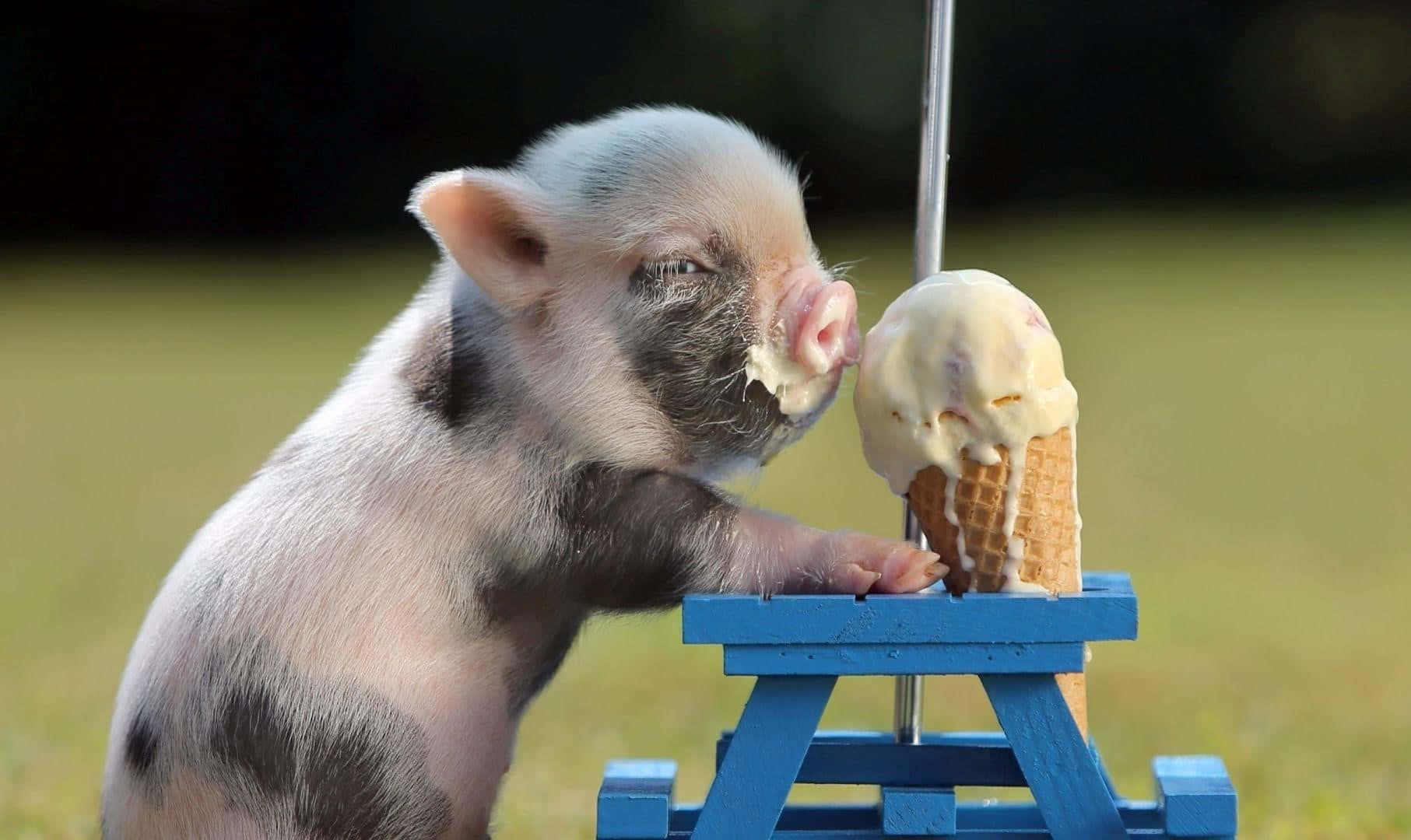 Piglet 桌布 壁紙 — 一隻細小有斑點的小豬在草地的迷你藍色野餐桌上，熱切地舔著窩夫筒上的香草冰淇淋。