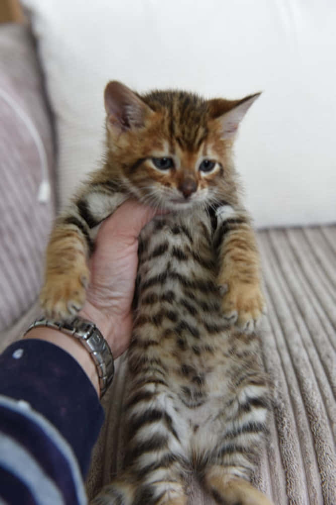 Toyger 桌布 壁紙 — 一隻細小有斑點的小貓，睜著大眼睛，被輕輕地捧在人的手中，背景是柔軟有紋理的沙發。