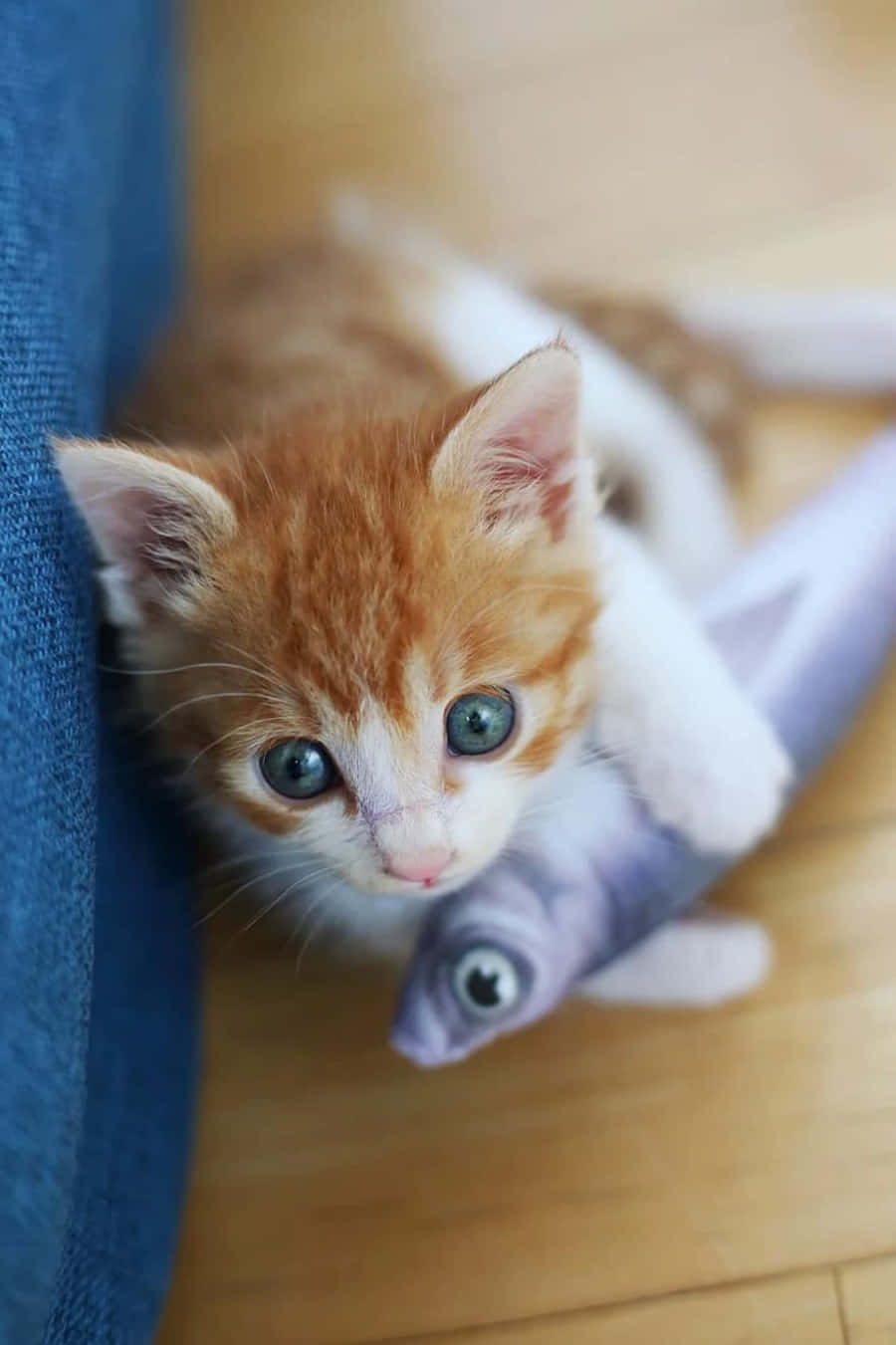 baby cat 桌布 壁紙 — 一隻細小橙色和白色的小貓，擁有引人注目的藍色眼睛，好奇地從藍色布料後面探出頭來，同時在木地板上抓著一個魚玩具。