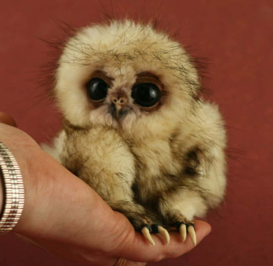 Baby Owl 桌布 壁紙 — 一隻細小毛茸茸、擁有巨大深色眼睛的貓頭鷹棲息在人類的手上，背景是深紅色。