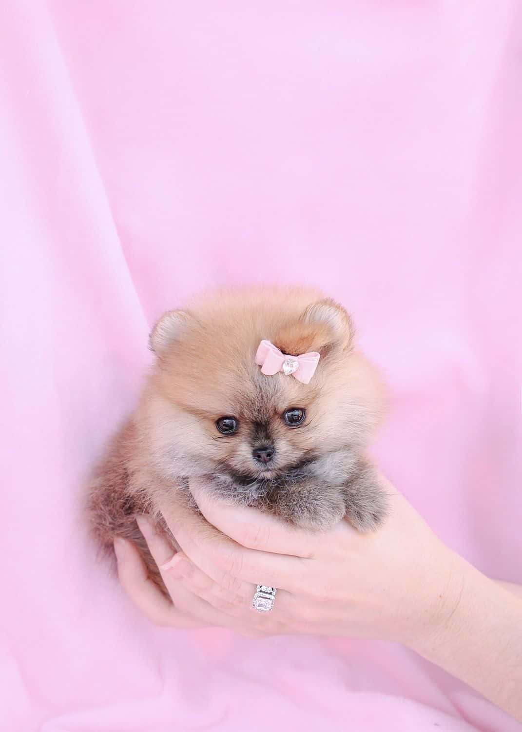 小狗 桌布 壁紙 — 一隻細小毛茸茸的博美犬幼犬，戴著粉紅色蝴蝶結，坐在一個人的手中，背景是柔和的粉紅色。
