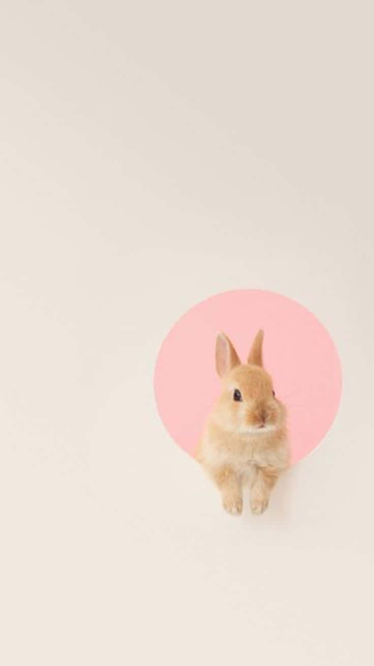 Kawaii Bunny 桌布 壁紙 — 一隻細小毛茸茸的棕色兔子坐在淡米色背景上柔軟的粉紅色圓圈中央。