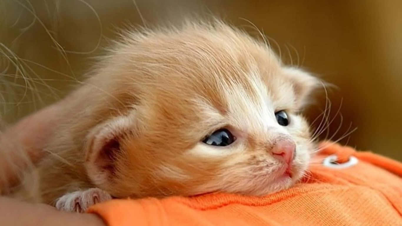 Sad Cat 桌布 壁紙 — 一隻細小毛茸茸的橙色小貓，有著大大的深色眼睛，安詳地躺在橙色布料上。