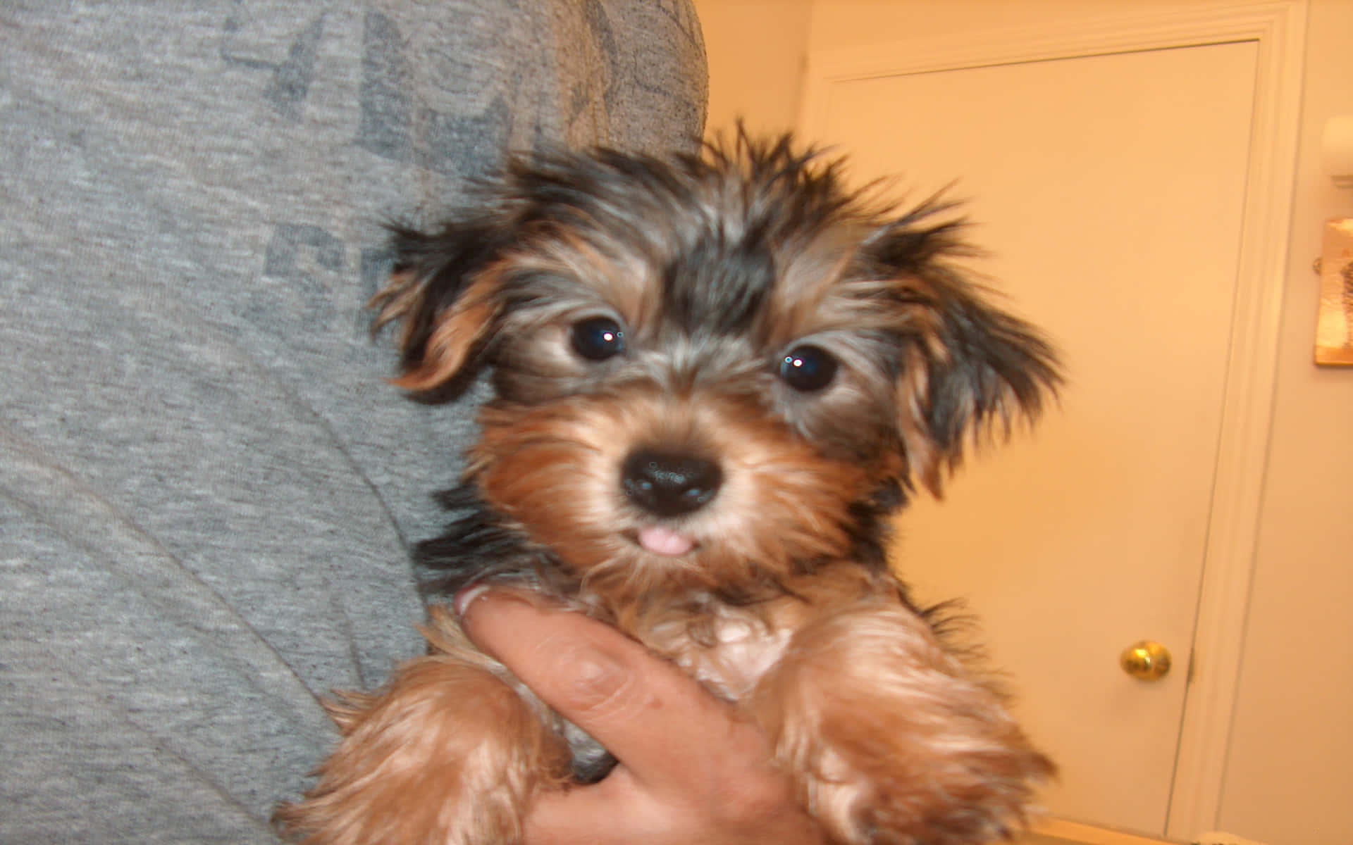 Teacup Yorkie 桌布 壁紙 — 一隻細小毛茸茸的狗仔，有深色眼睛和粉紅色舌頭伸出，在室內被抱著。