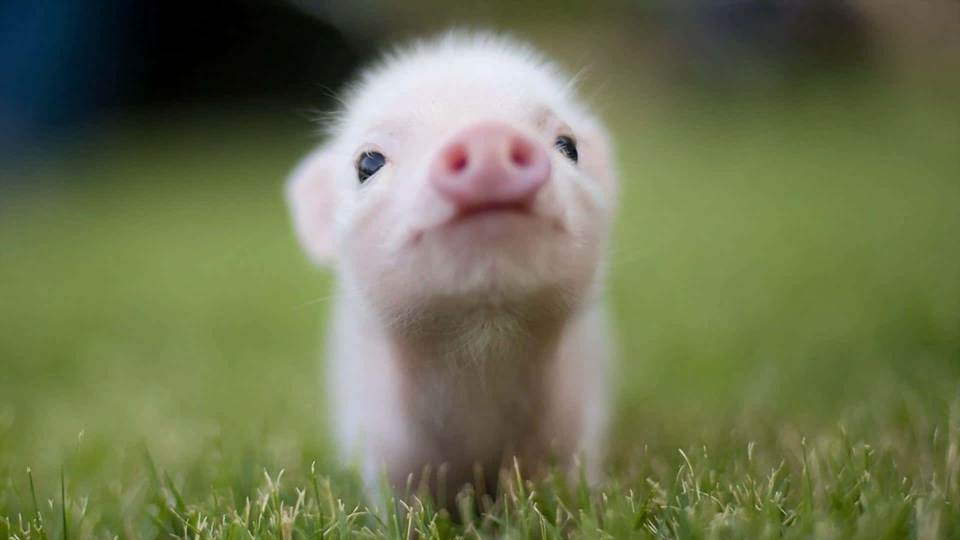 Piggy 桌布 壁紙 — 一隻細小毛茸茸的白色小豬，粉紅色鼻子，從茂密的綠草中好奇地向上望。