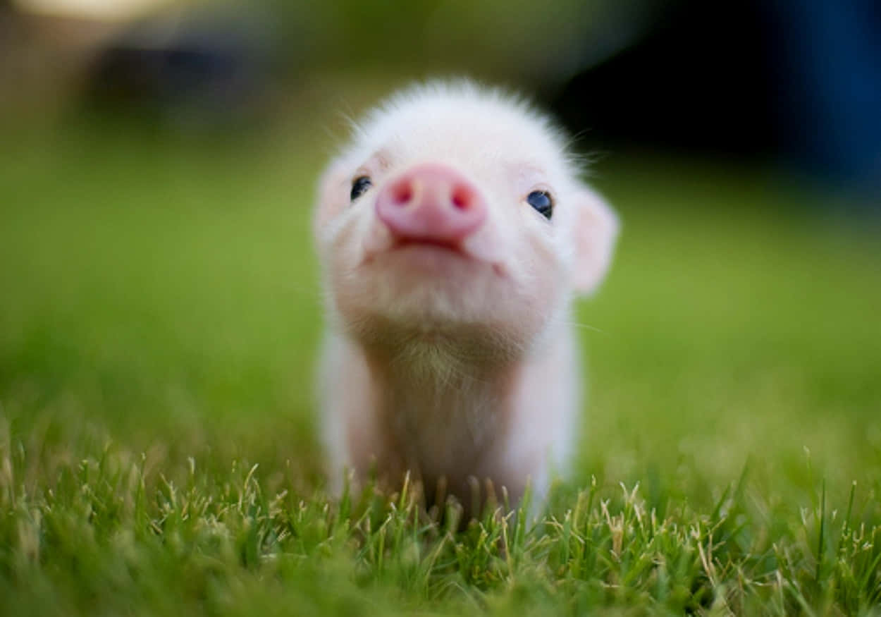 Pig 桌布 壁紙 — 一隻細小毛茸茸的白色小豬，粉紅色的鼻子，從鮮綠色的草地上好奇地向上望。