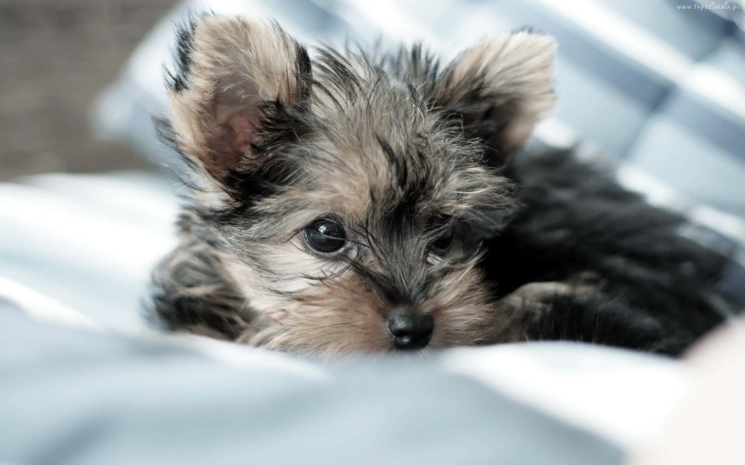 Teacup Yorkie 桌布 壁紙 — 一隻細小毛茸茸的約克夏㹴幼犬，有著大大的黑眼睛，在柔軟的藍白格紋毛毯上休息。