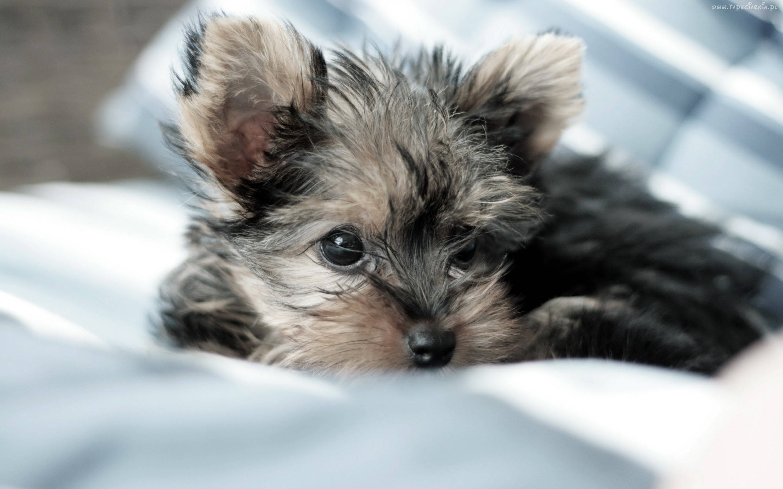 Terrier 桌布 壁紙 — 一隻細小毛茸茸的約克夏㹴幼犬，有著大大的深色眼睛，躺在柔軟的藍白條紋毯子上休息。