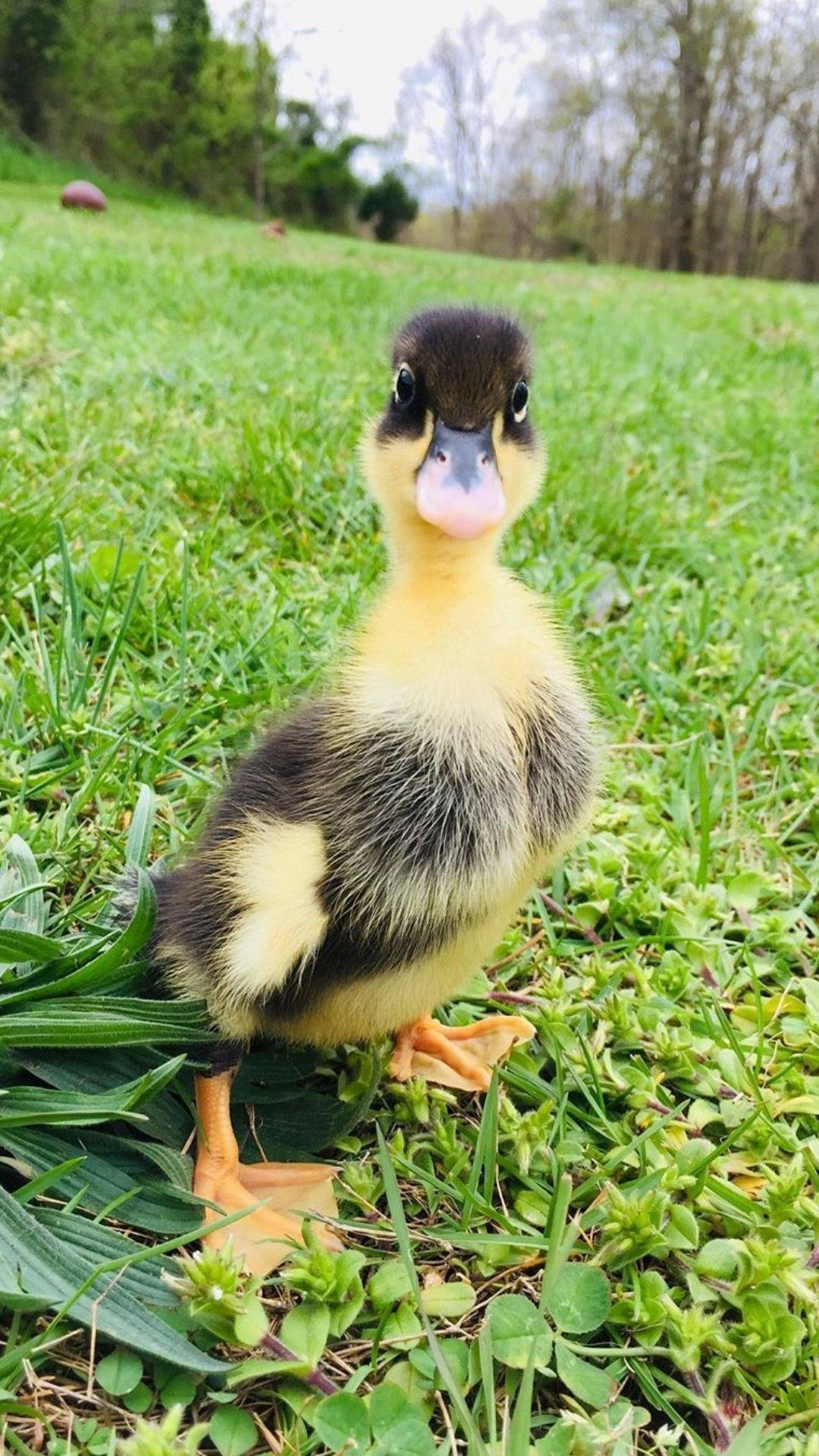 Baby Duck 桌布 壁紙 — 一隻細小毛茸茸的鴨子，有粉紅色的喙，好奇地站在陽光普照的草地上，草地翠綠生機勃勃。