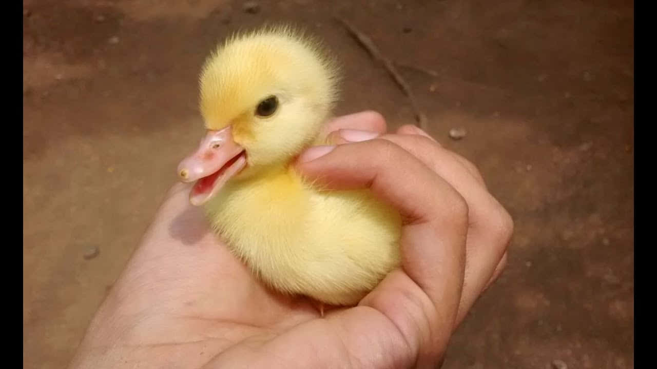 Baby Duck 桌布 壁紙 — 一隻細小毛茸茸的黃色小鴨，張開嘴，輕輕地在一個人合攏的雙手中休息，背景是模糊的泥土色。