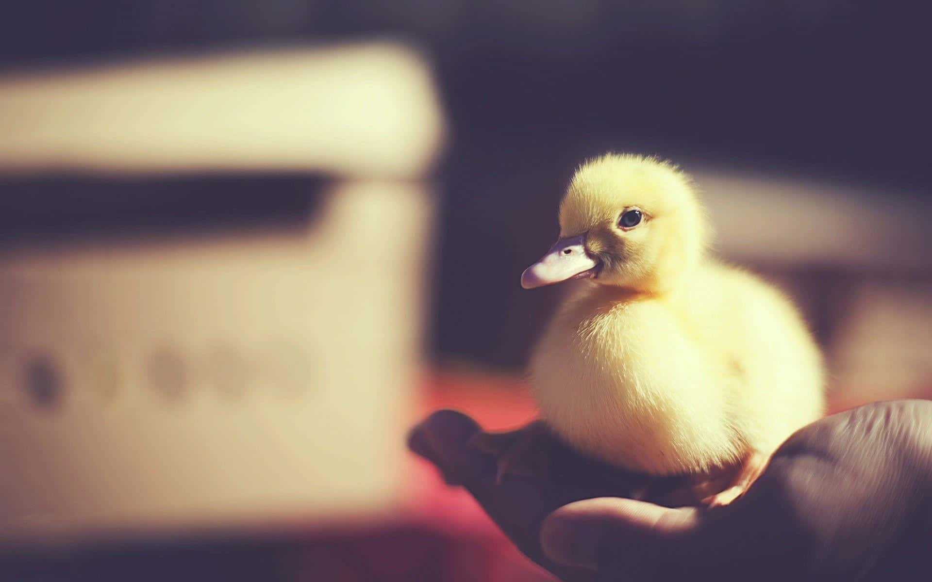 Cute Duck 桌布 壁紙 — 一隻細小毛茸茸的黃色小鴨輕輕地在一個人合攏的雙手中休息，背景是柔和模糊的室內環境。