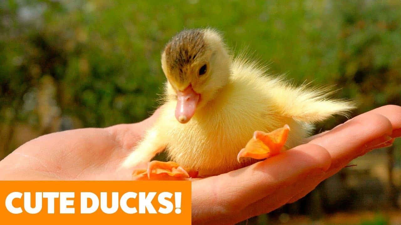 Baby Duck 桌布 壁紙 — 一隻細小毛茸茸的黃色小鴨輕輕地在一個張開的人類手掌上休息，背景是柔和的綠色模糊效果。