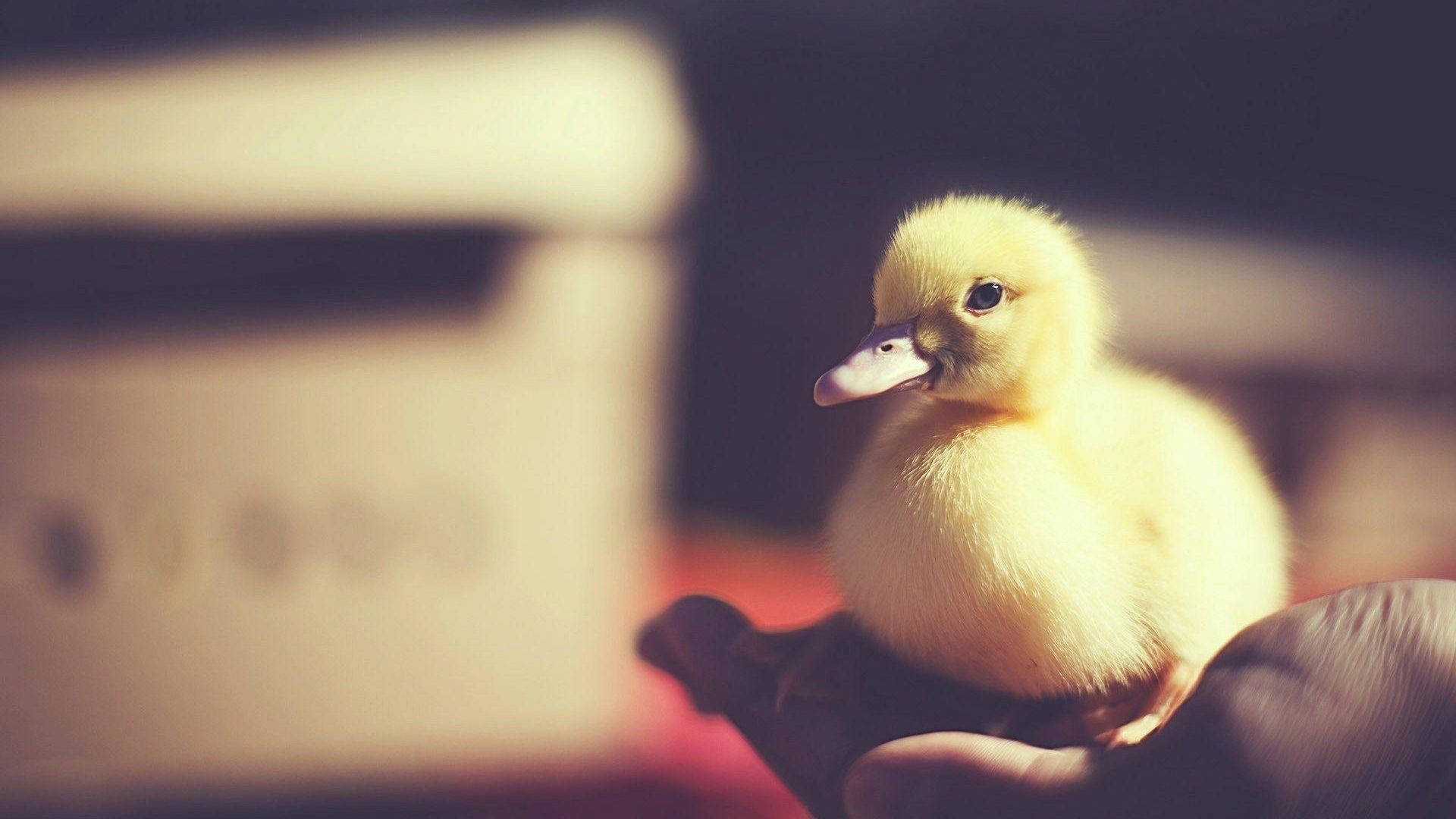 Baby Duck 桌布 壁紙 — 一隻細小毛茸茸的黃色小鴨輕輕地棲息在一個人捧著的手中，伴隨著柔和溫暖的燈光。