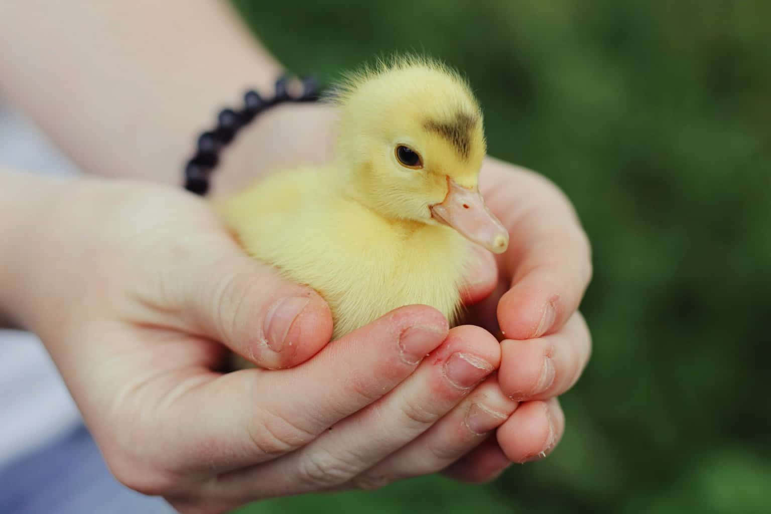Baby Duck 桌布 壁紙 — 一隻細小毛茸茸的黃色小鴨輕輕地躺在捧著的人手中，背景是柔和的綠色模糊效果。