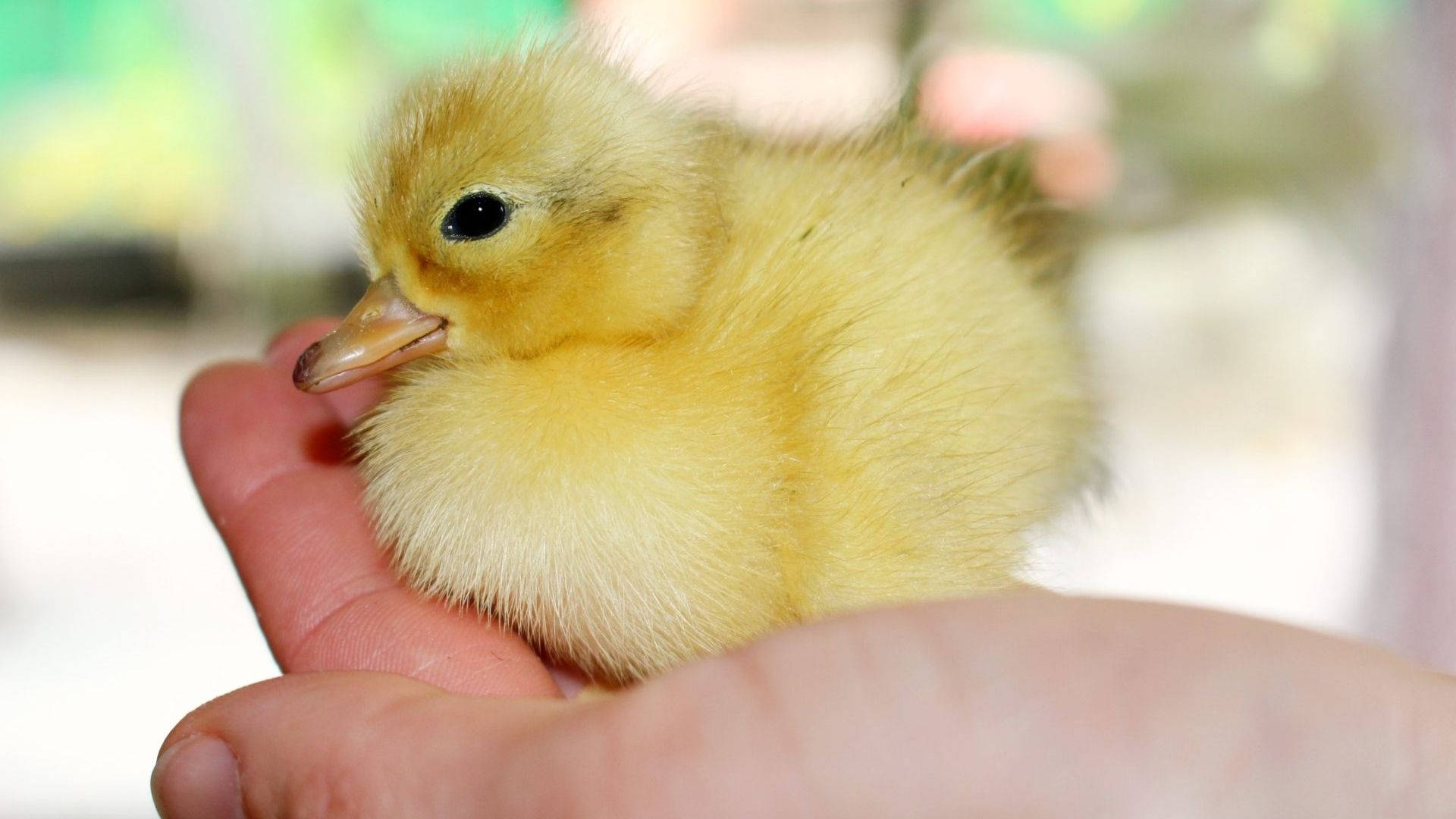 Baby Duck 桌布 壁紙 — 一隻細小毛茸茸的黃色小鴨輕輕地躺在一個人捧著的手中，背景柔和模糊。