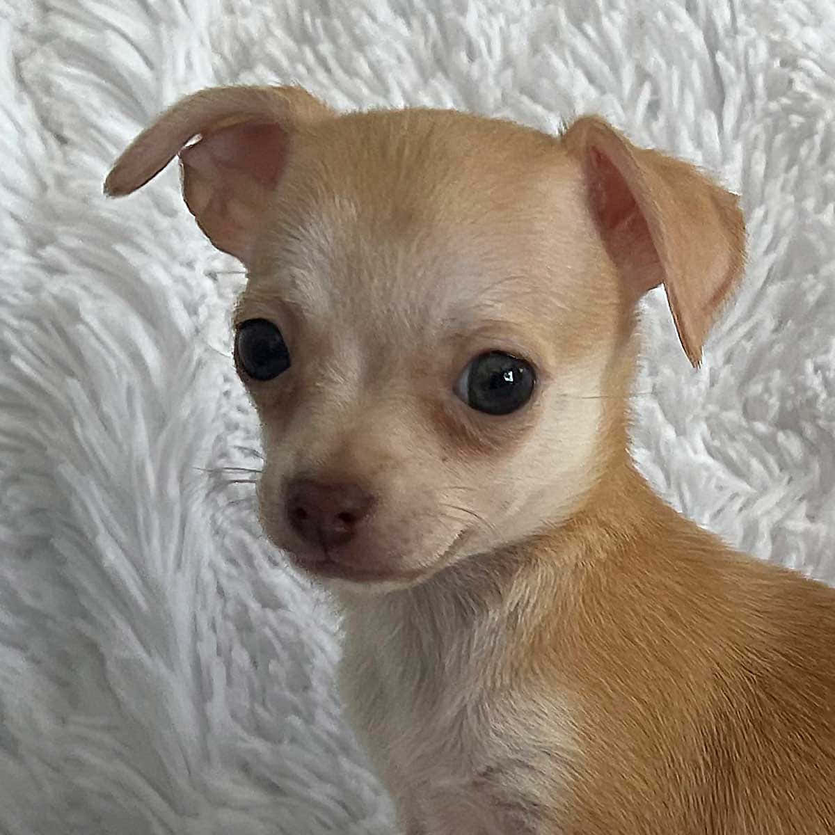 Teacup Chihuahua 桌布 壁紙 — 一隻細小淺棕色吉娃娃幼犬，有大大的深色眼睛，坐在柔軟的白色毛毯上，直視鏡頭。