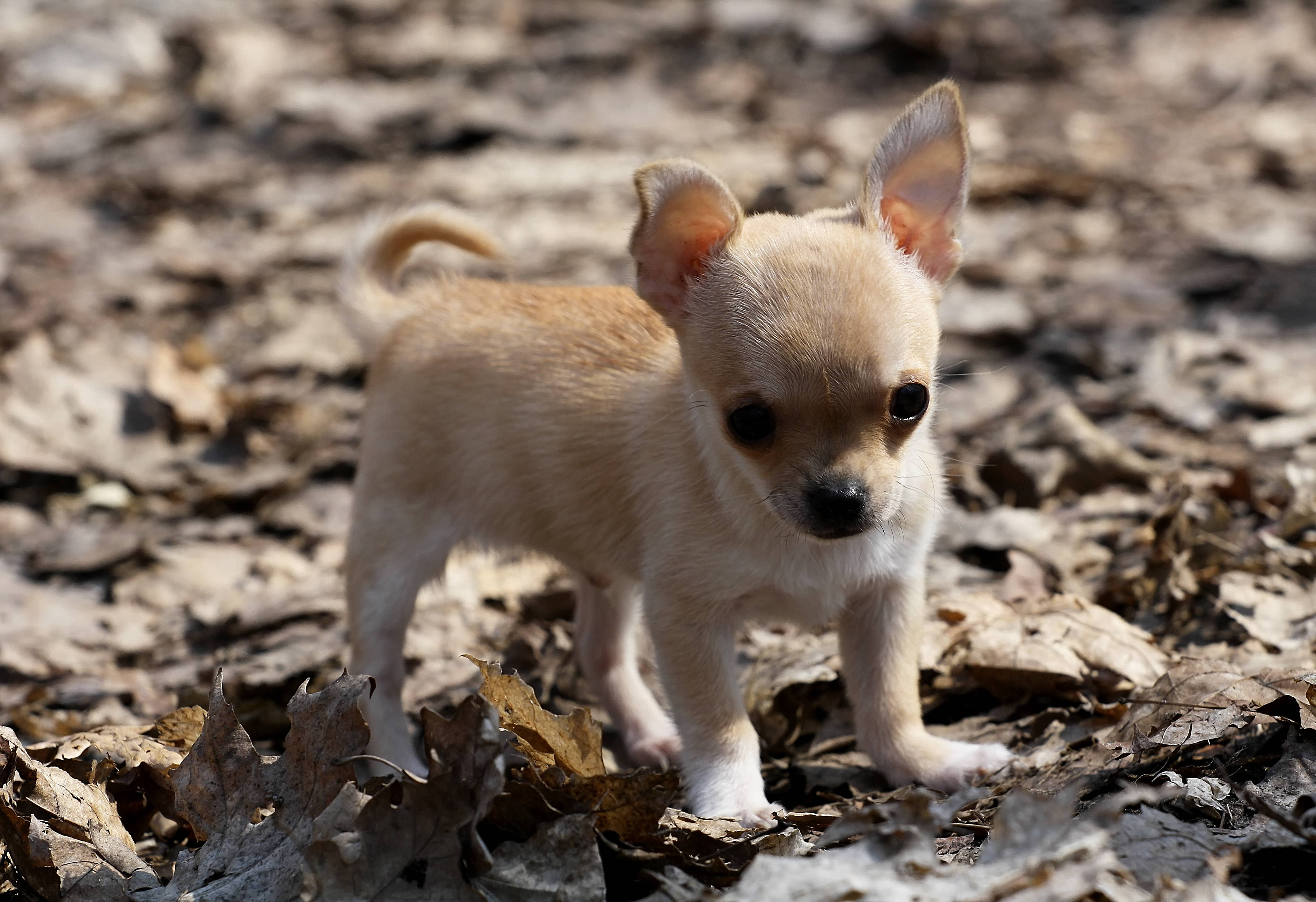 Chihuahua 桌布 壁紙 — 一隻細小淺棕色吉娃娃幼犬在明亮的陽光下警覺地站在乾燥的秋葉堆上。