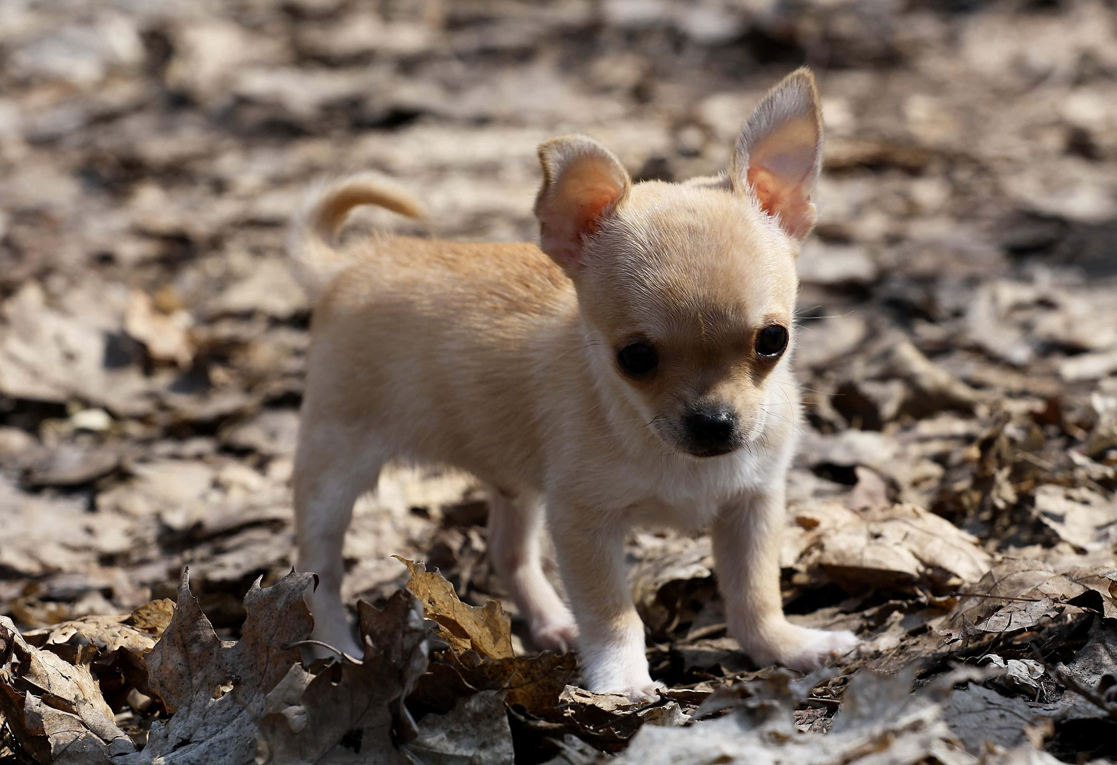 Chihuahua 桌布 壁紙 — 一隻細小淺棕色吉娃娃幼犬在明亮的陽光下警覺地站在乾燥的秋葉堆上。