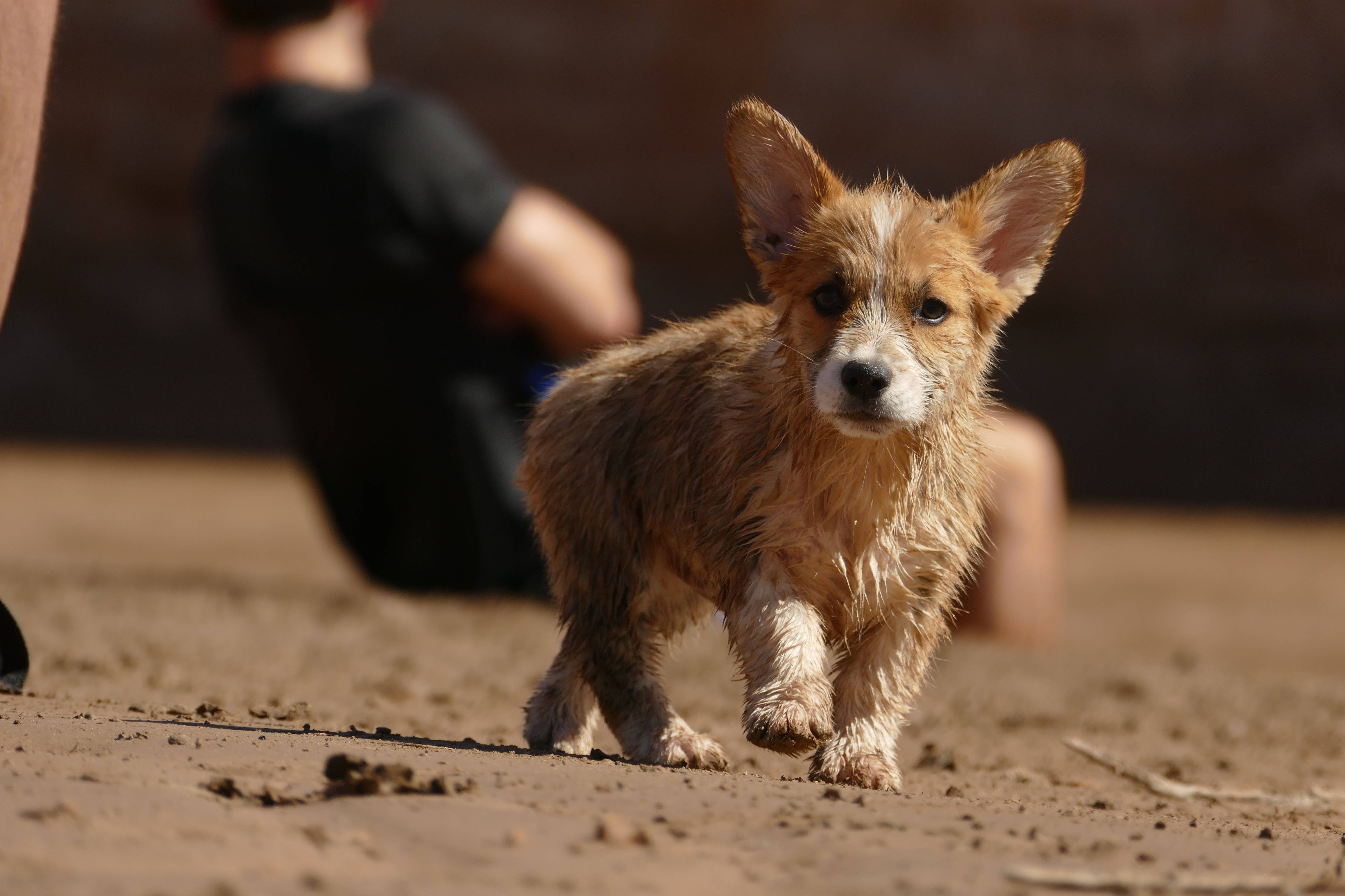 Cute Puppy 桌布 壁紙 — 一隻細小濕透的垂耳小狗在明亮的陽光下在沙地上小跑。