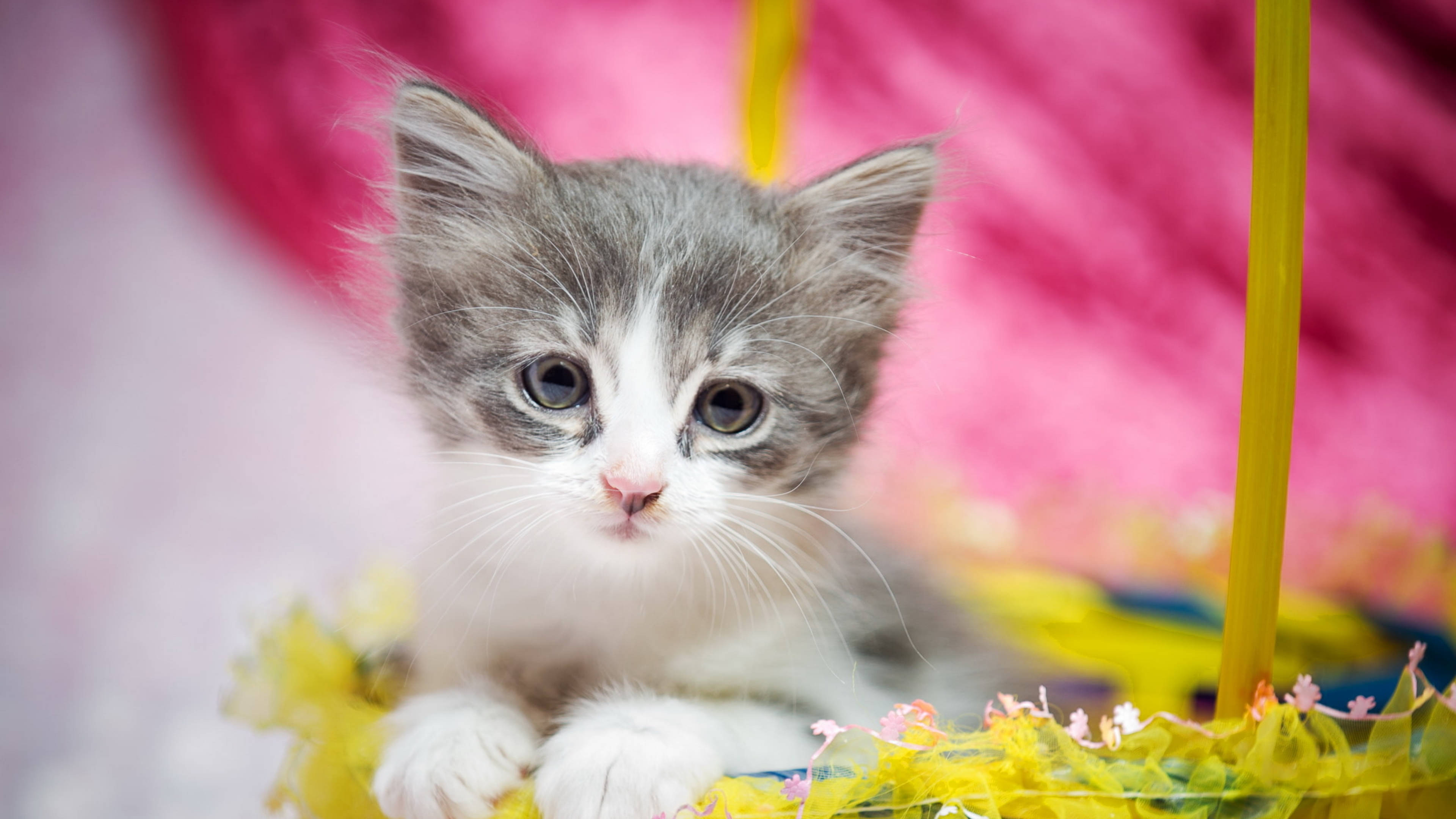 Cute Cat HD 桌布 壁紙 — 一隻細小灰白色的小貓，有著大大的藍色眼睛，坐在一個色彩繽紛的黃色籃子裡，背景是柔和的粉紅色。