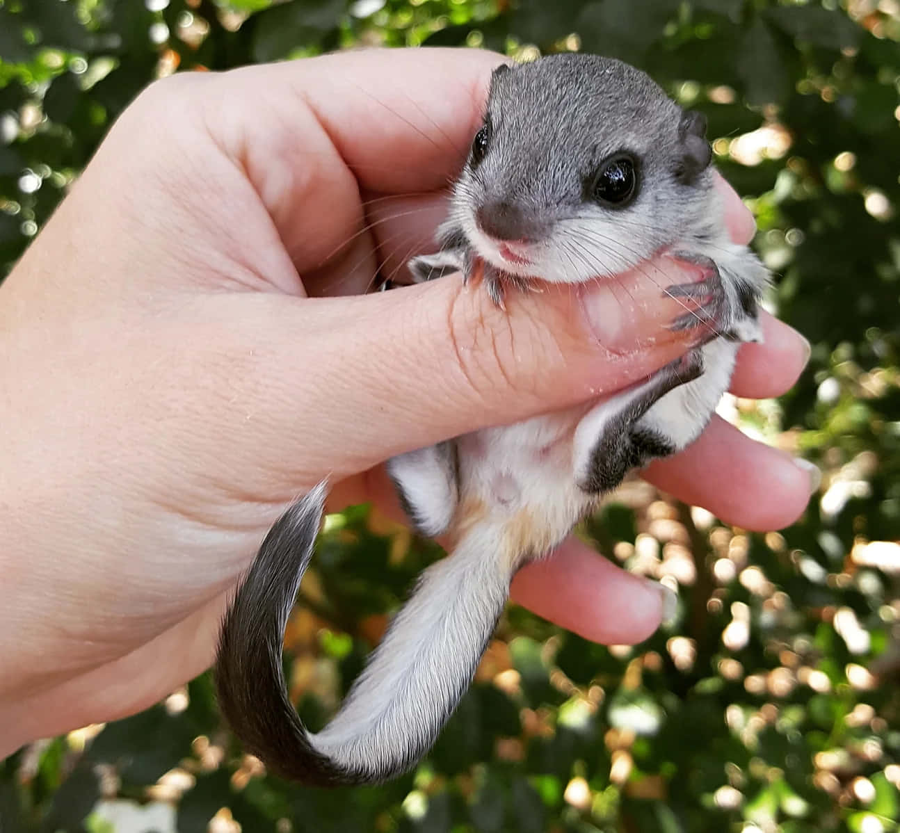 Flying Squirrel 桌布 壁紙 — 一隻細小灰白色飛鼠，有大黑眼睛，被輕輕捧在人類手中，背景是陽光下的綠色樹葉。