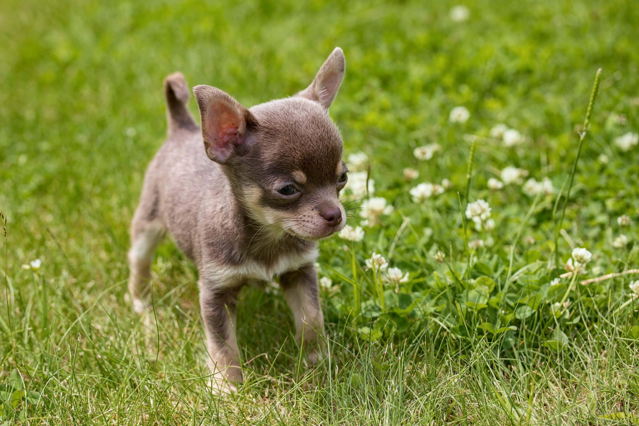 Chihuahua 桌布 壁紙 — 一隻細小灰色吉娃娃幼犬警覺地站在陽光明媚、長滿綠草和白三葉草花的田野中。