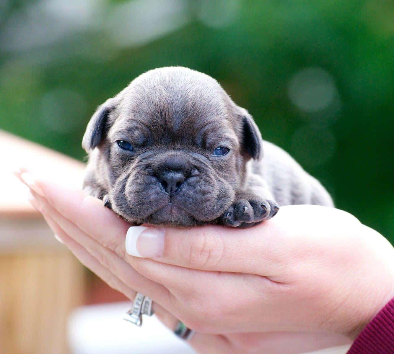 Bulldog 桌布 壁紙 — 一隻細小灰色法國鬥牛犬幼犬，藍色眼睛，輕輕地躺在一個人捧著的手中，背景是柔和模糊的綠色。