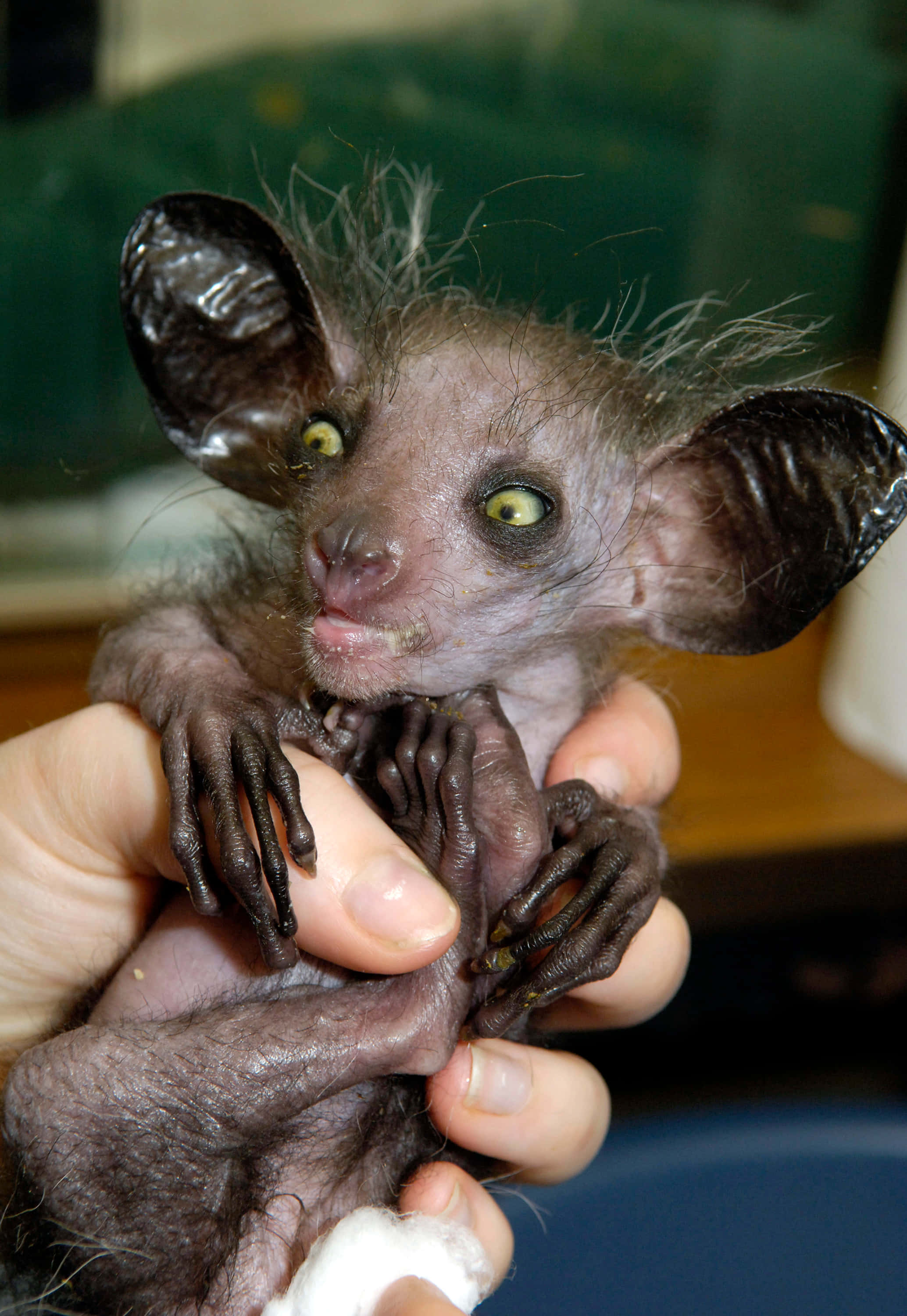 Ugly Animals 桌布 壁紙 — 一隻細小無毛的嬰兒嬰猴，有大耳朵和明亮黃色眼睛，被溫柔地捧在人類手中。