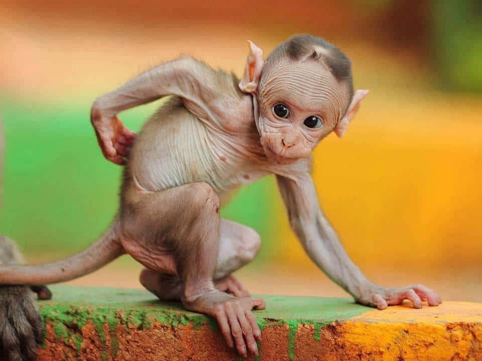 Funny Monkey 桌布 壁紙 — 一隻細小無毛的嬰兒猴子，皮膚皺巴巴，眼睛又大又黑，好奇地棲息在色彩繽紛的油漆壁架上。