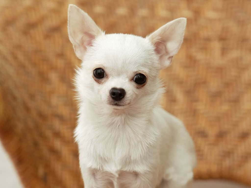 Chihuahua Dog 桌布 壁紙 — 一隻細小白色吉娃娃，擁有大大的深色眼睛和豎起的耳朵，專注地坐在編織棕色背景前。